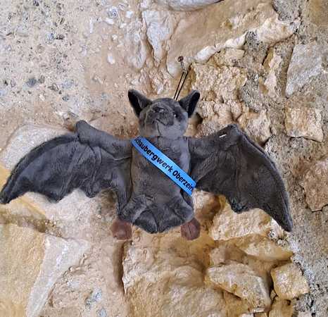 Fledermaus (SMO)