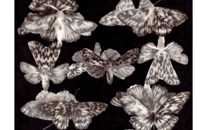 Museum Item Image