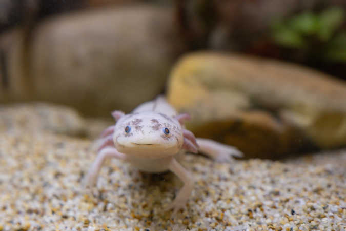 Axolotl © HdN