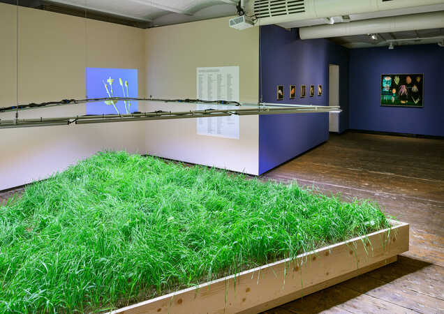 Ausstellungsansicht „Seeds“ © Iris Ranzinger