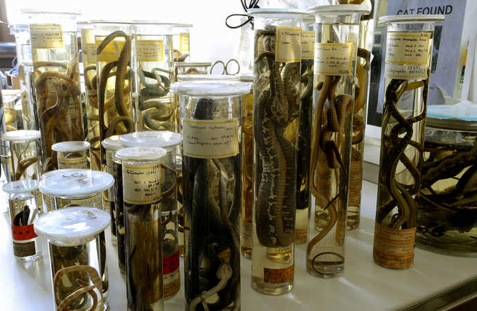 © NHM Wien