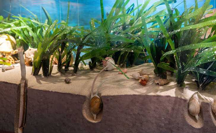 © NHM Wien